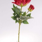 Um.kvet dahlia 173013